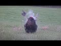 Bama Turkey Hunting - The Management Advantage