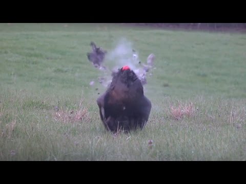 Bama Turkey Hunting The Management Advantage Bama Turkey Hunting The Management Advantage