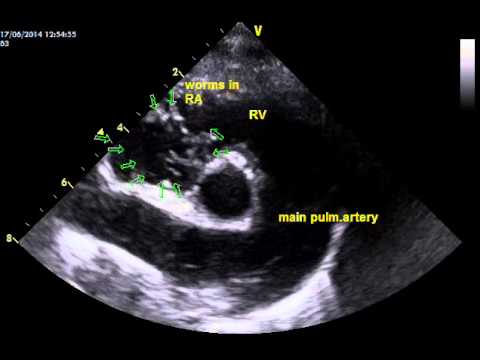 canine echocardiography of heartworms 