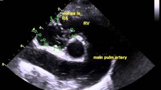 canine echocardiography of heartworms