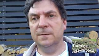 видео: Пересаживаем саженцы голубики из кассет в горшки картинка: Пересаживаем саженцы голубики из кассет в горшки