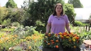 How to Keep Marigolds From Getting Too Leggy When Growing Them From Seed : Grow Guru