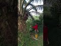 #malaysia #পাম - বাগান #reels #foryou
