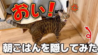 腹ペコの猫たちの朝ごはんを押し入れに隠したら普通にキレられました…【ごめん】