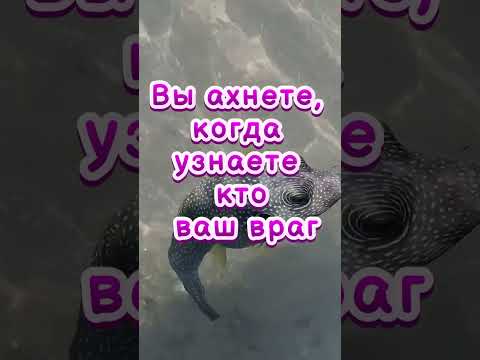 Вы Ахнете, Когда Узнаете Кто Ваш Враг Магия Приметы Советы Эзотерика Ритуалы Рассказы