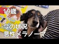 【19歳ダックス】悪性メラノーマ 今の状況
