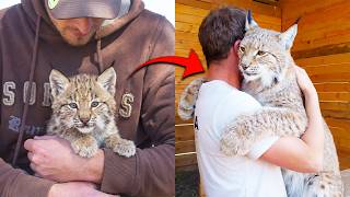 He Saved a Little Bobcat — Now She Won’t Stop Hugging Him Like Her Dad When They Reunite