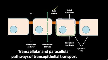 Transcellular and paracellular pathways of transepithelial transport