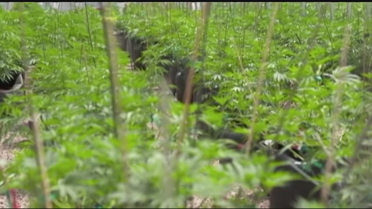 Massachusetts health agency offers overhaul of medical marijuana regulations