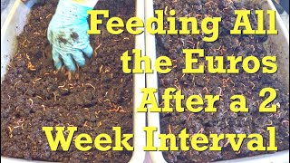 All ENC worms fed &amp; thoughts of harvesting older bins - vermicompost