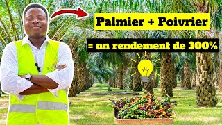 Bonne nouvelle: L'association poivrier + palmier = 300%