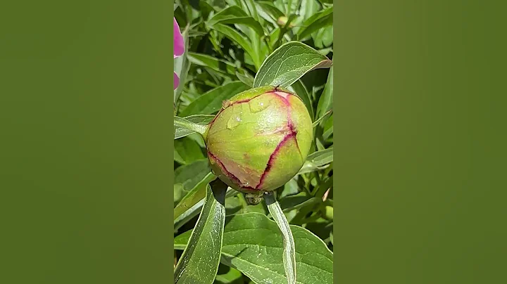 The Truth About Ants on Peonies #shorts - DayDayNews