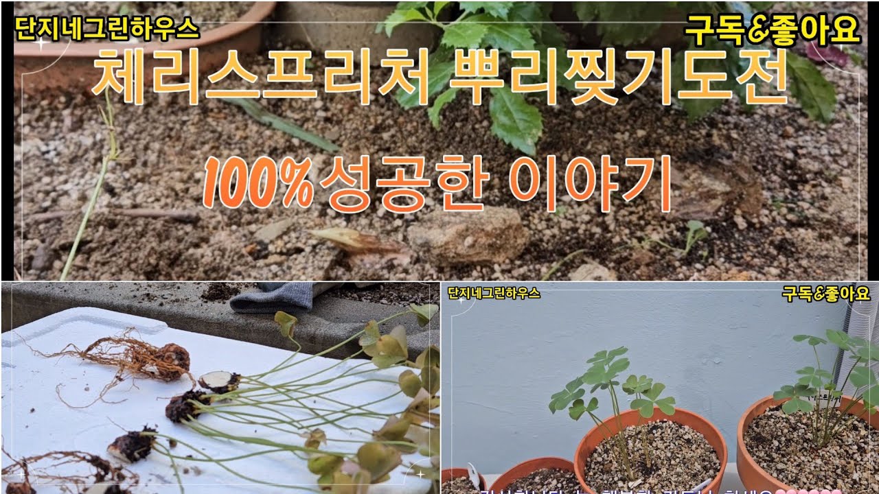 #체리스프리처#뿌리찢기 #100%성공👍🏻#포기나눔👌