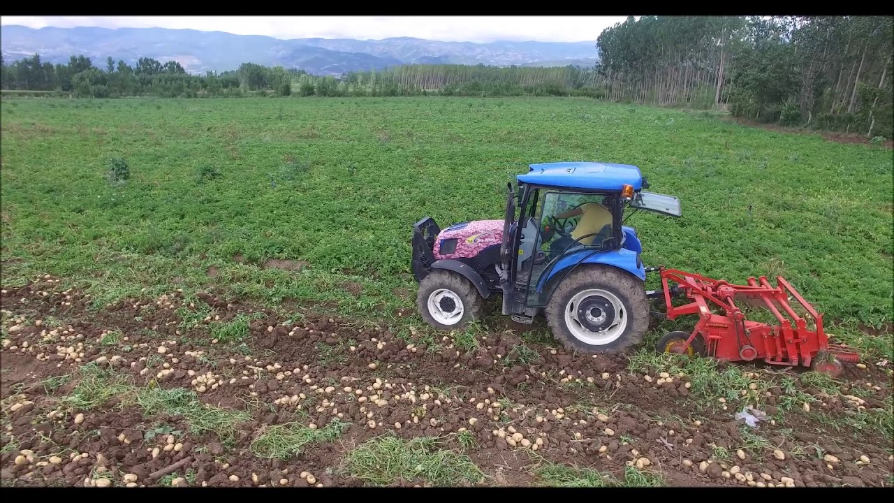 NİKSAR OVASI PATATES HASADI