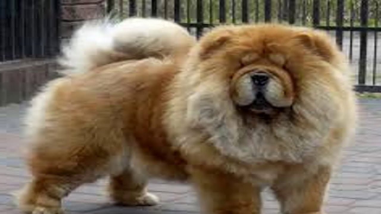 chow chow fighting