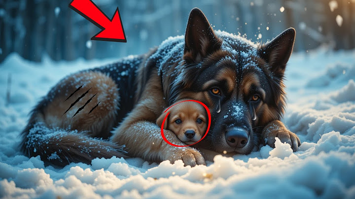 Los guardabosques hallaron un perro congelado en la nieve — Lo que protegía dejó a todos atónitos.