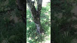 Stink Bug Spray Trial