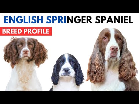 English Springer Spaniel