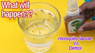 mosquito larva vs dettol experiment | mosquito killer DIY