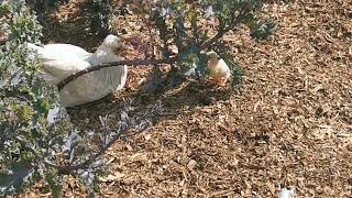 Bantam Chicks at Felbrigg Hall