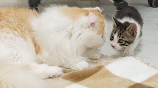 The Rescued Kitten Wants to Be Friends with the Big Cat │ Episode.33