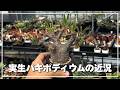 パキポディウム 実生株の育成近況報告！！剪定と育成でこうなっていく