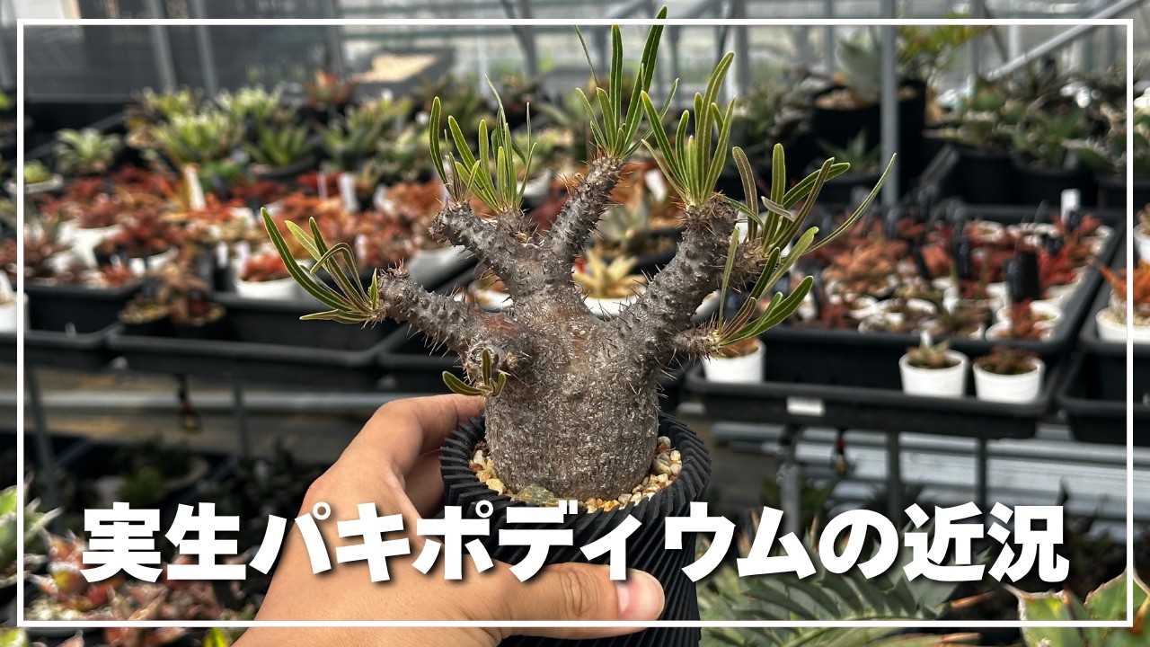 Pachypodium seedling growth update! This is how they're