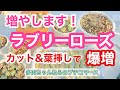 【多肉植物】多肉を増やそう❤️ラブリーローズを簡単な方法で爆増させます❣️
