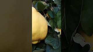 Fin Septembre Les Coings Ils Sont Mûre Avec Une Belle Couleur Jaune Après Une Météo Favorable .