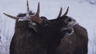 Latvijas Daba Četros Gadalaikos. Ziema