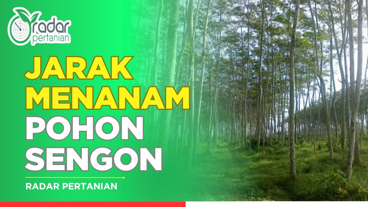 Jarak Menanam Pohon Sengon yang Ideal