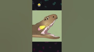 Tất Cả các Loài Rắn Đêù Có Độc