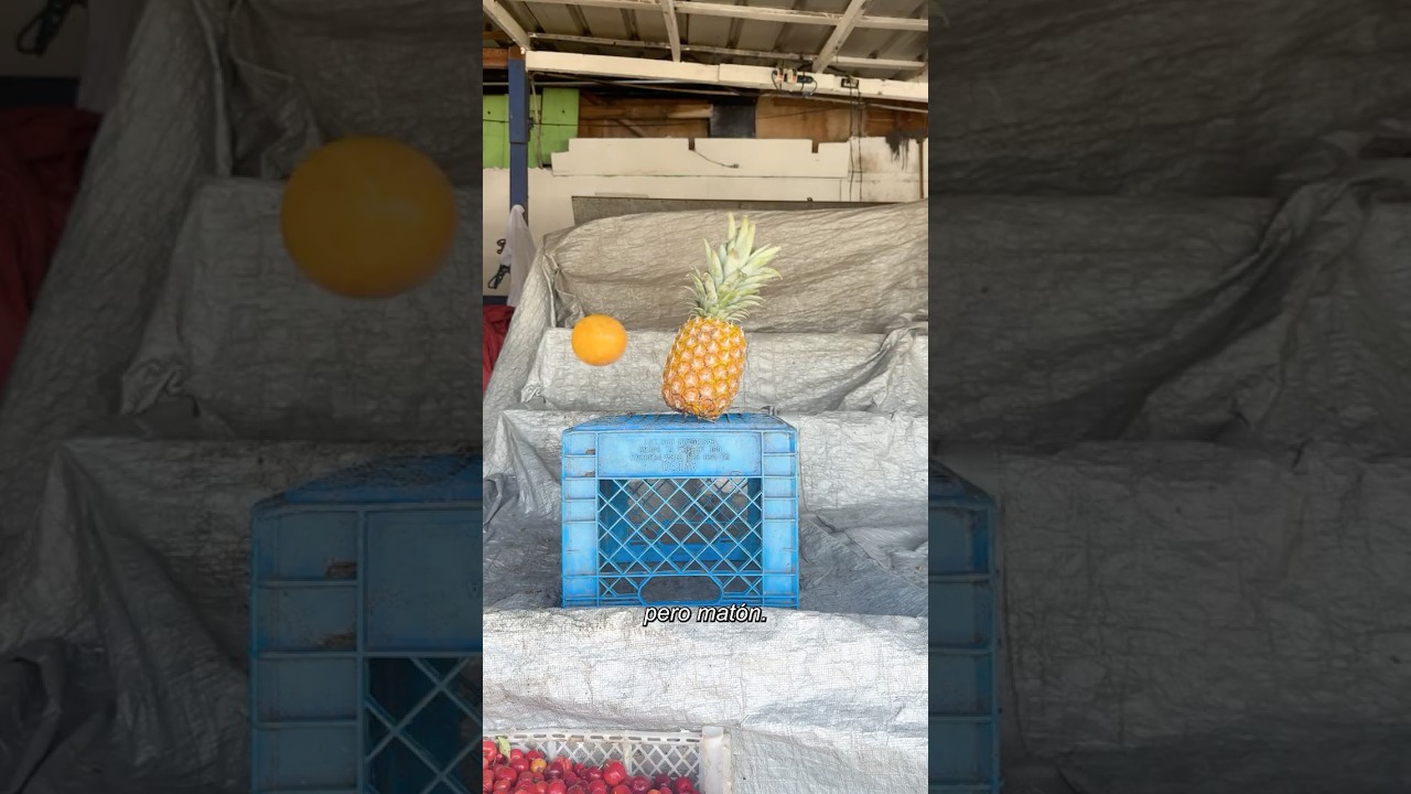 🥊  Piña 🍍 vs Mango 🥭