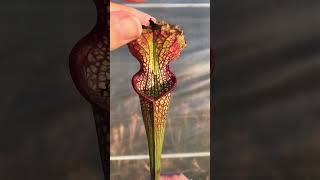 VENUS FLY TRAP,  DIONAEA plants, Carnivorous Plant  #animals #plants