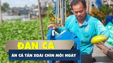 Đàn cá "khủng" trên sông ở An Giang ăn cả tấn xoài chín mỗi ngày