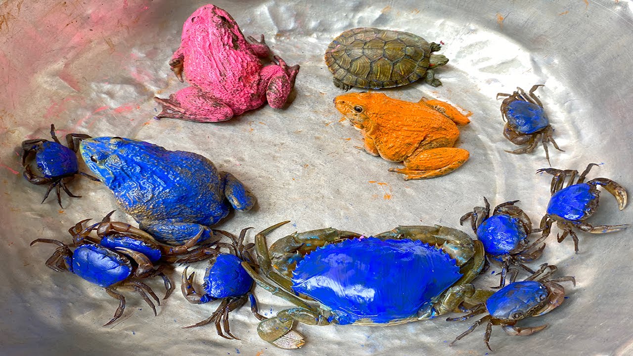 Kem Ốc và cua Chanel lái công nông đuổi theo con cua, cua xanh, rùa màu sắc, ếch xanh, cua, máy xúc.