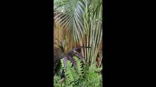 The Mai Kai Live Stream