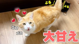 飼い主と2人きりになったとたん興奮してデレデレのドロドロになる猫