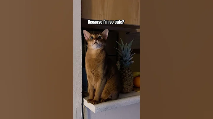 Video 8816061: cat pets abyssinian, cat fun abyssinian