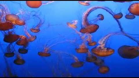 AWS trascoder output