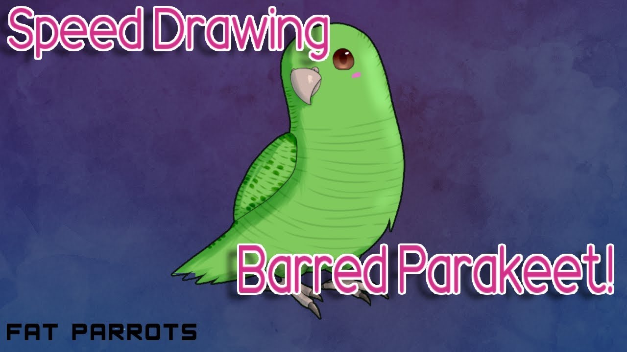Timelapse Art: Barred Parakeet! 