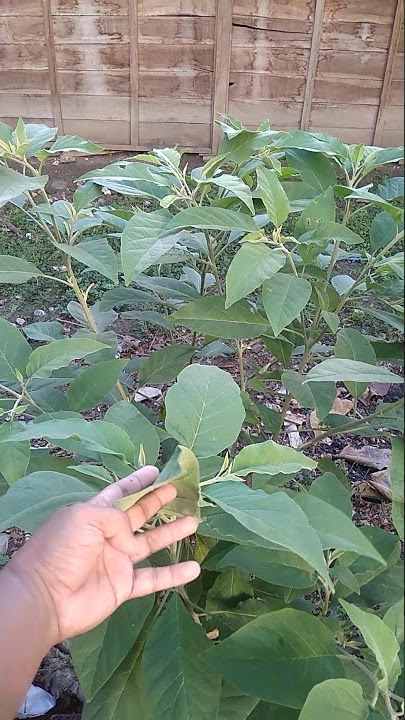 Daun keter buat jamu