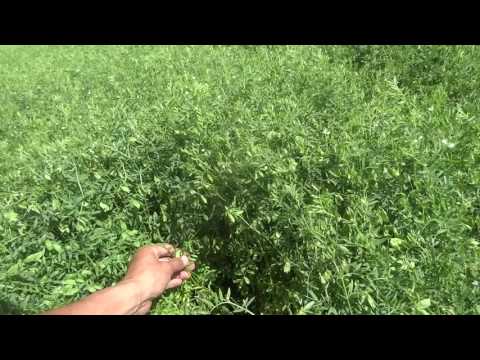 Чечевица красная, сорт CDC Redcliff (Lentils, CDC Redcliff ) - 16.07.17
