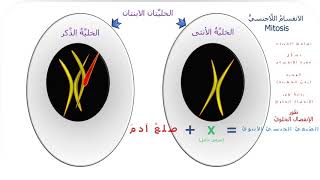 جُسيمُ بار، الشَّاهدُ والبصيرةُ  Barr Body, The Witness and the Evidence