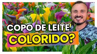 COPO DE LEITE (Calla) colorido: aprenda como cultivar e adubar corretamente  - thptnganamst.edu.vn