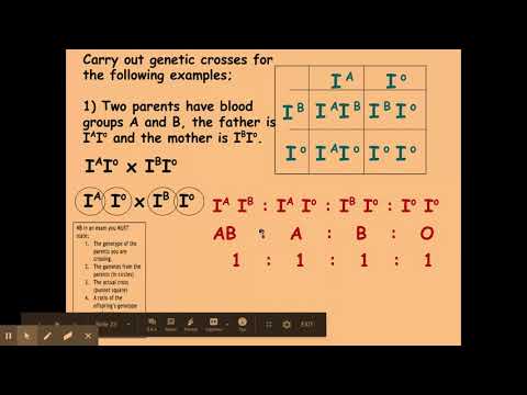 6.1.2 Patterns of inheritance b) Multiple alleles