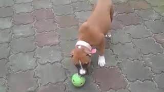 Sweet american staffordshire-terrier puppy zoya playing in our backyard ❤