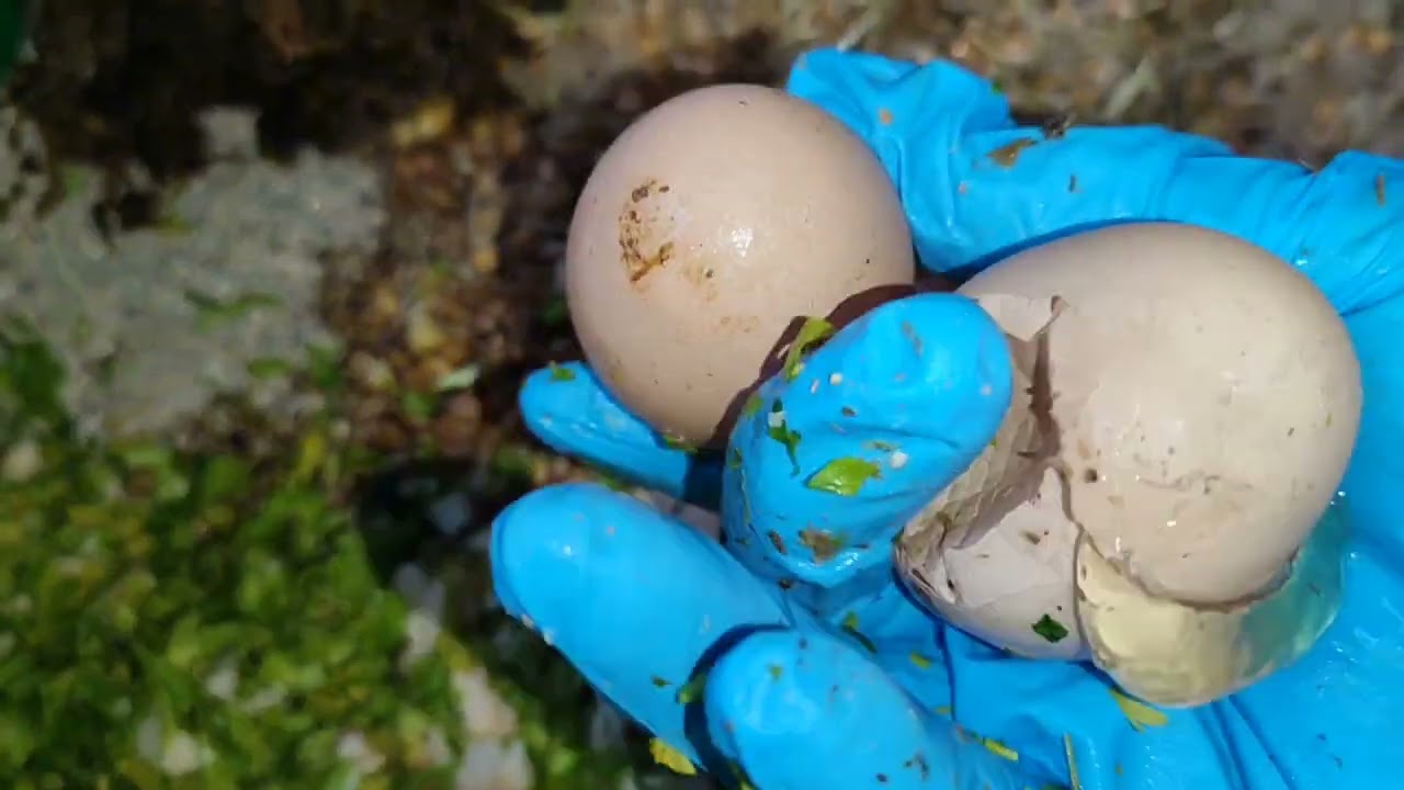 КУРОЧКА ОПУСТИЛА КРЫЛЬЯ📌В МЕШАНКУ ВСЁ ПОДРЯД,НО ОЧЕНЬ ПОЛЕЗНОЕ.