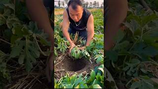 Underground Watermelon Protection Trick 🍉🌱 #Shorts