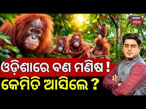 ଓଡ଼ିଶାକୁ କେମିତି ଆସିଲେ? Orangutans Found in Odisha | International Smuggling Suspected | Asala Katha
